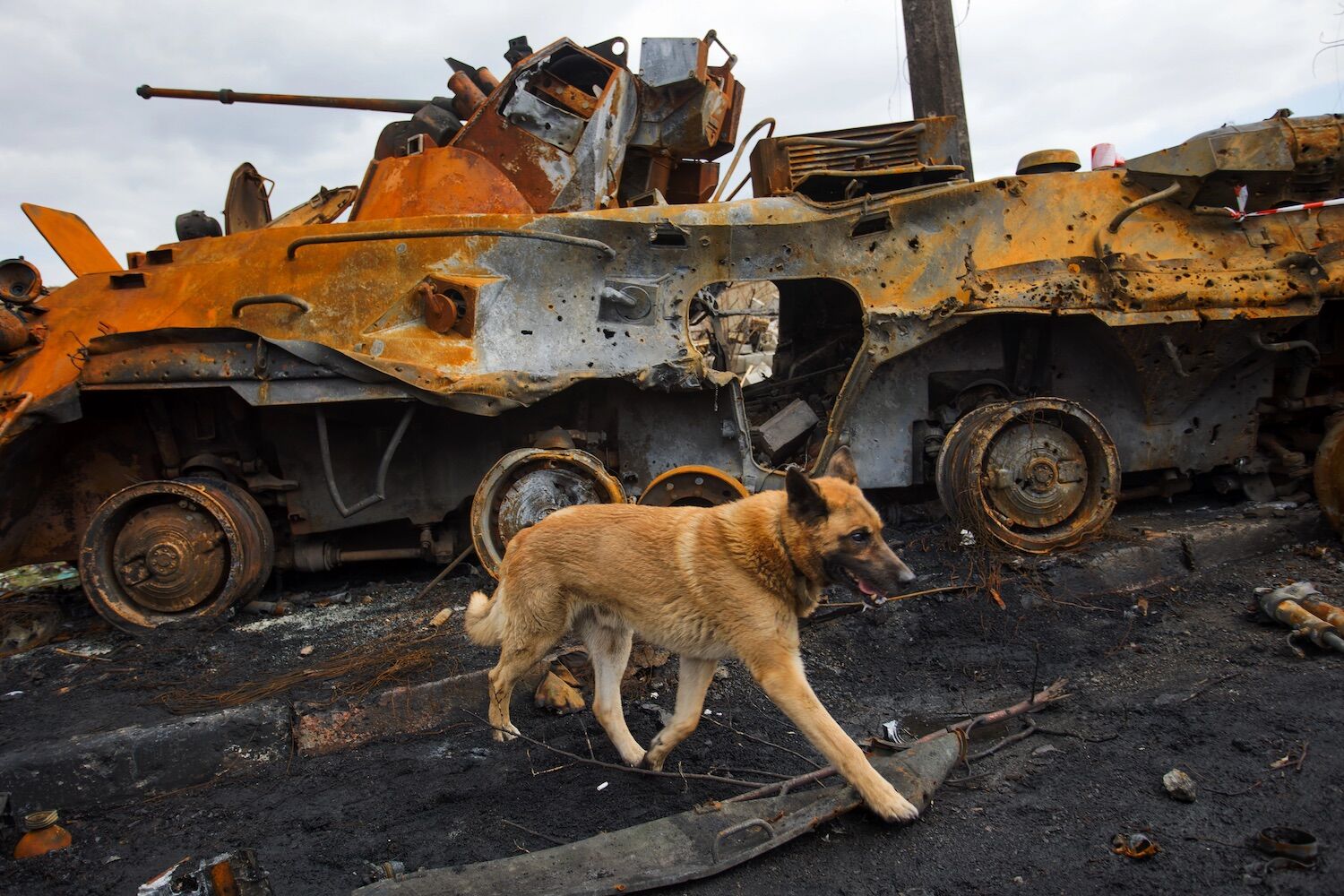 Ukrainian dogs caught in the war are turning into wolves