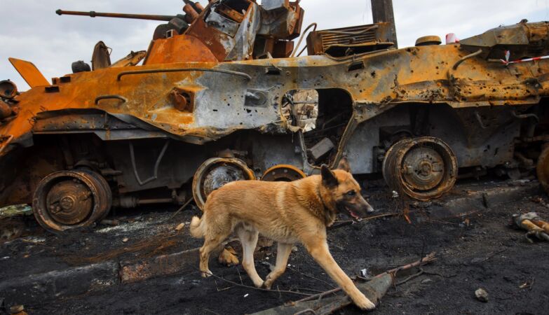 Ukrainian dogs caught in the war are turning into wolves