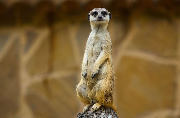 The 11 deadliest females on the planet