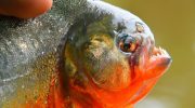 Massive piranha attack leaves dozens injured on Argentine beach