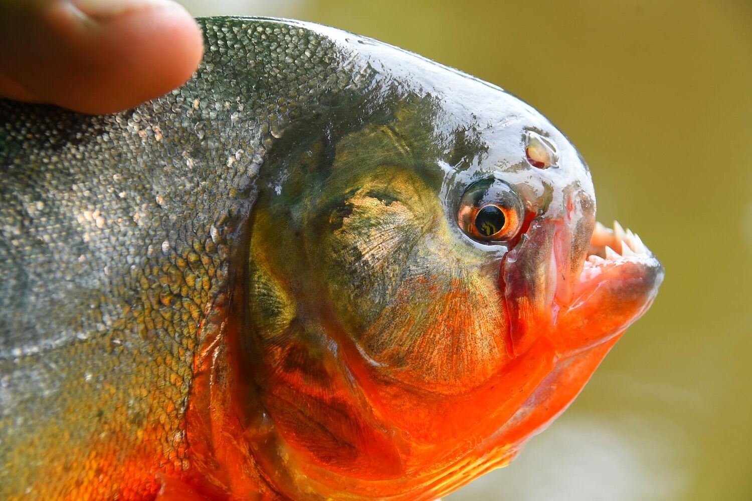 Massive piranha attack leaves dozens injured on Argentine beach