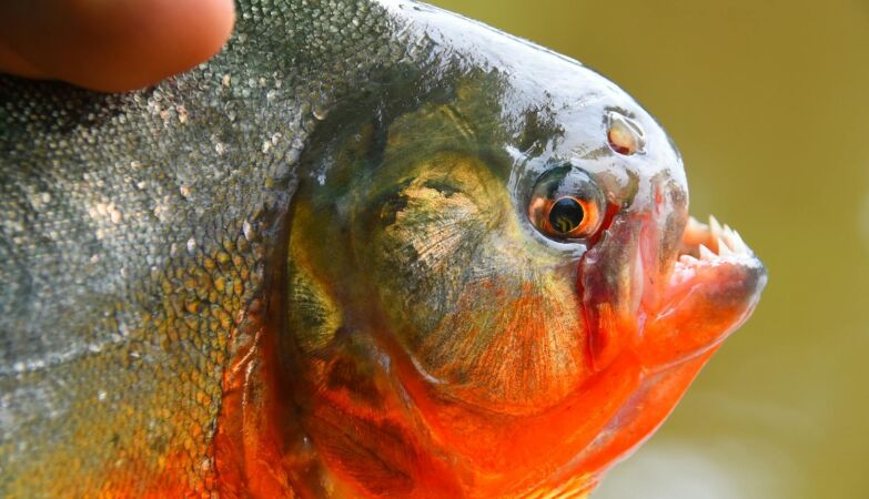 Massive piranha attack leaves dozens injured on Argentine beach
