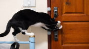 Gato a abrir porta. Crédito: Reprodução Yahoo