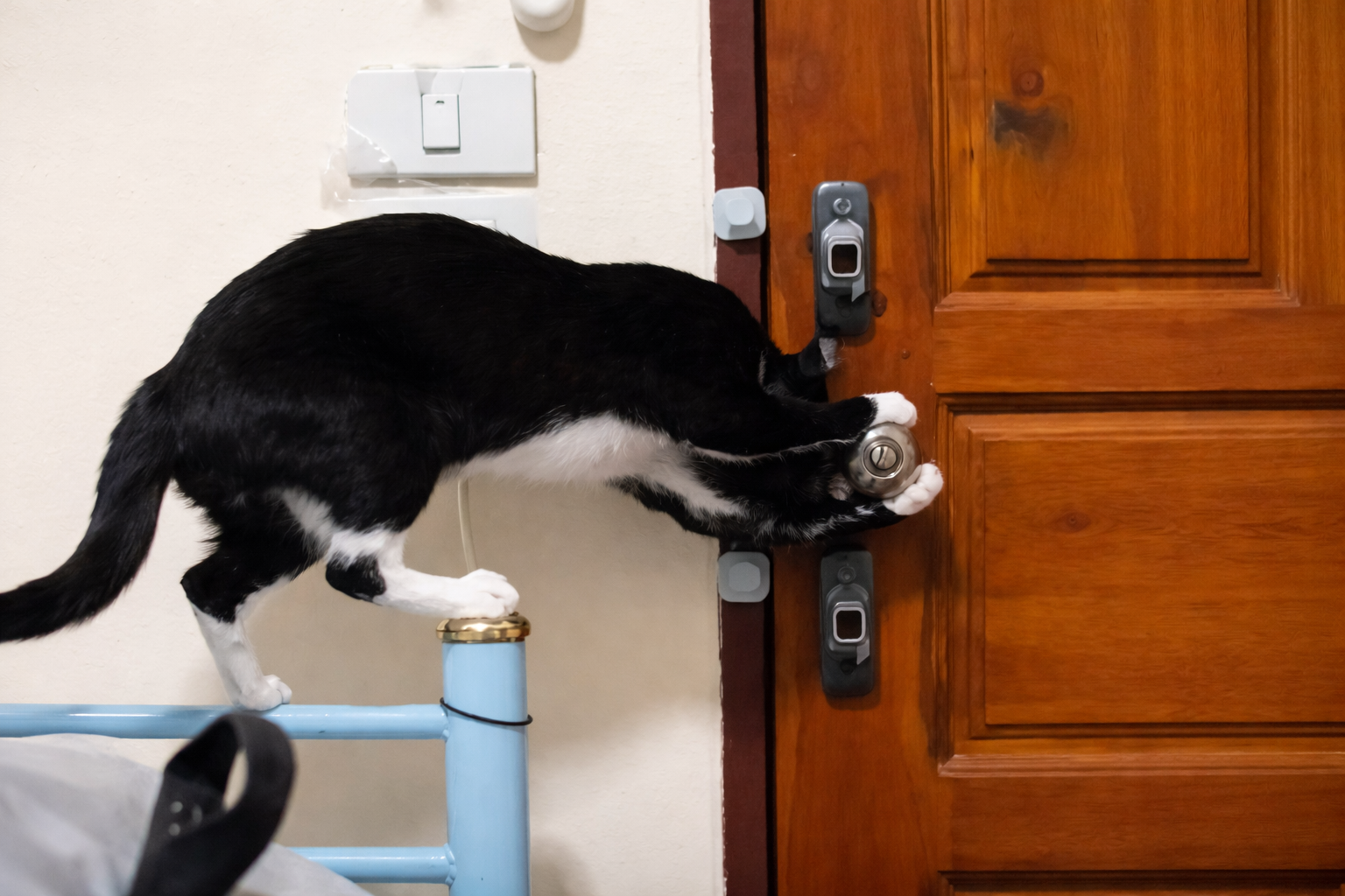 Gato a abrir porta. Crédito: Reprodução Yahoo