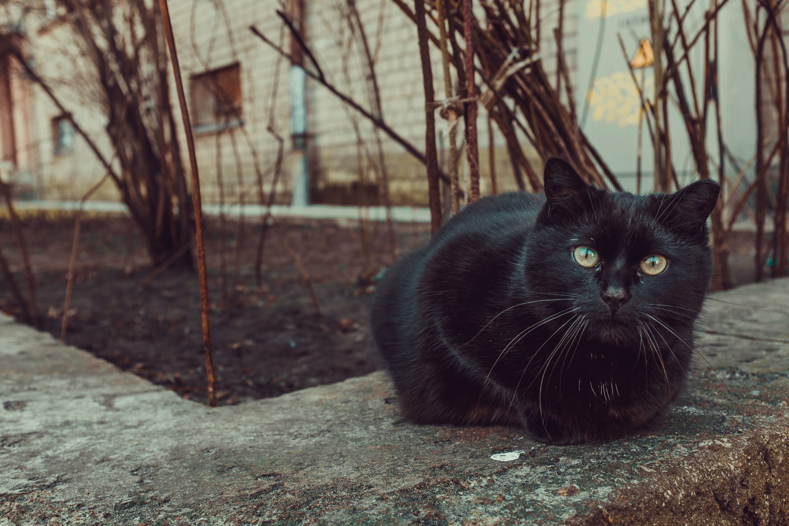Bad luck and curse or luck and protection? Discover the various meanings that popular tradition attributes to black cats