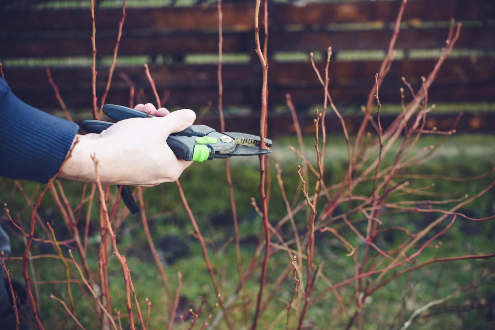 Spring is coming. Do not throw away branches and shoots after cutting blueberries. Do this with them and scatter them around the bushes. In summer, the American blueberry will produce fruit like you've never seen before