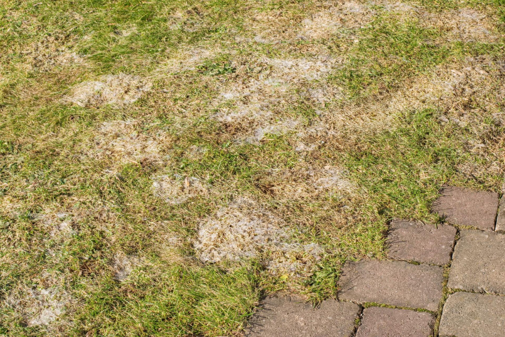 Grass diseases Crush, pour water and spray the mold patches on the grass. You will save your lawn, and in spring it will thicken like a carpet. How to get rid of snow mold on your lawn