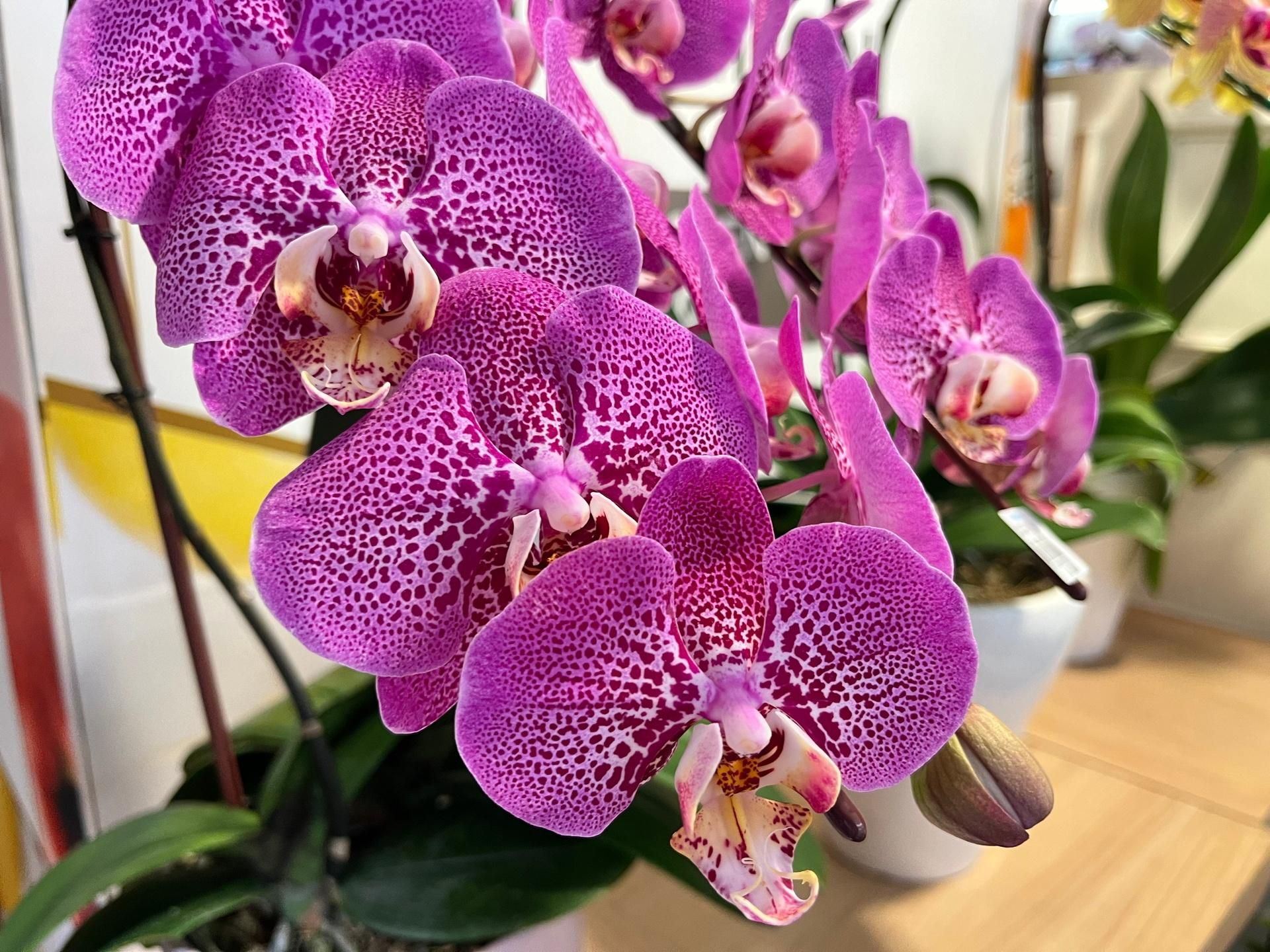 Potted flowers Dilute the drops in water and water the orchids every 2 weeks. The stems will bend under the weight of the new flowers. Homemade orchid conditioner