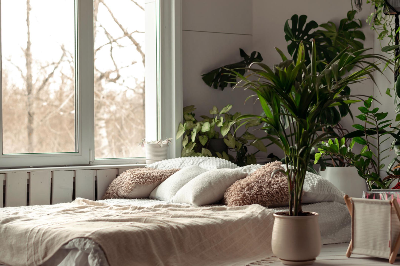 Improving air quality Put it in the bedroom and the household members will feel better on the first night. They will sleep better than ever. Plants for the bedroom