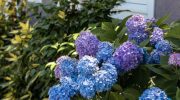 Garden flower care in winter One spoon dissolved in water and in spring you will have a miracle in your garden. Hydrangeas will bloom like prom queens. How to change the color of hydrangea?