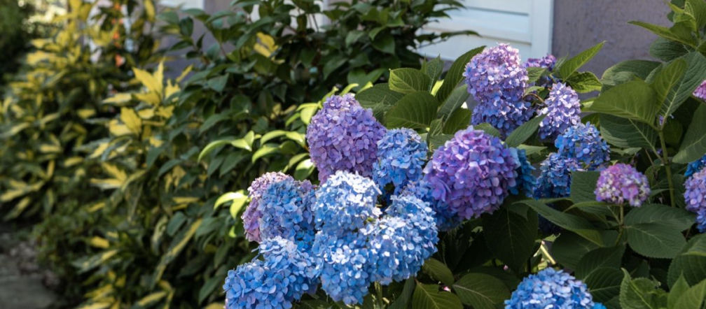 Garden flower care in winter One spoon dissolved in water and in spring you will have a miracle in your garden. Hydrangeas will bloom like prom queens. How to change the color of hydrangea?