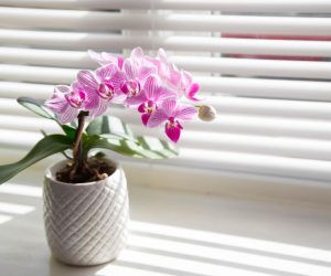 Storczyki najpiekniejszymi kwiatami doniczkowymi