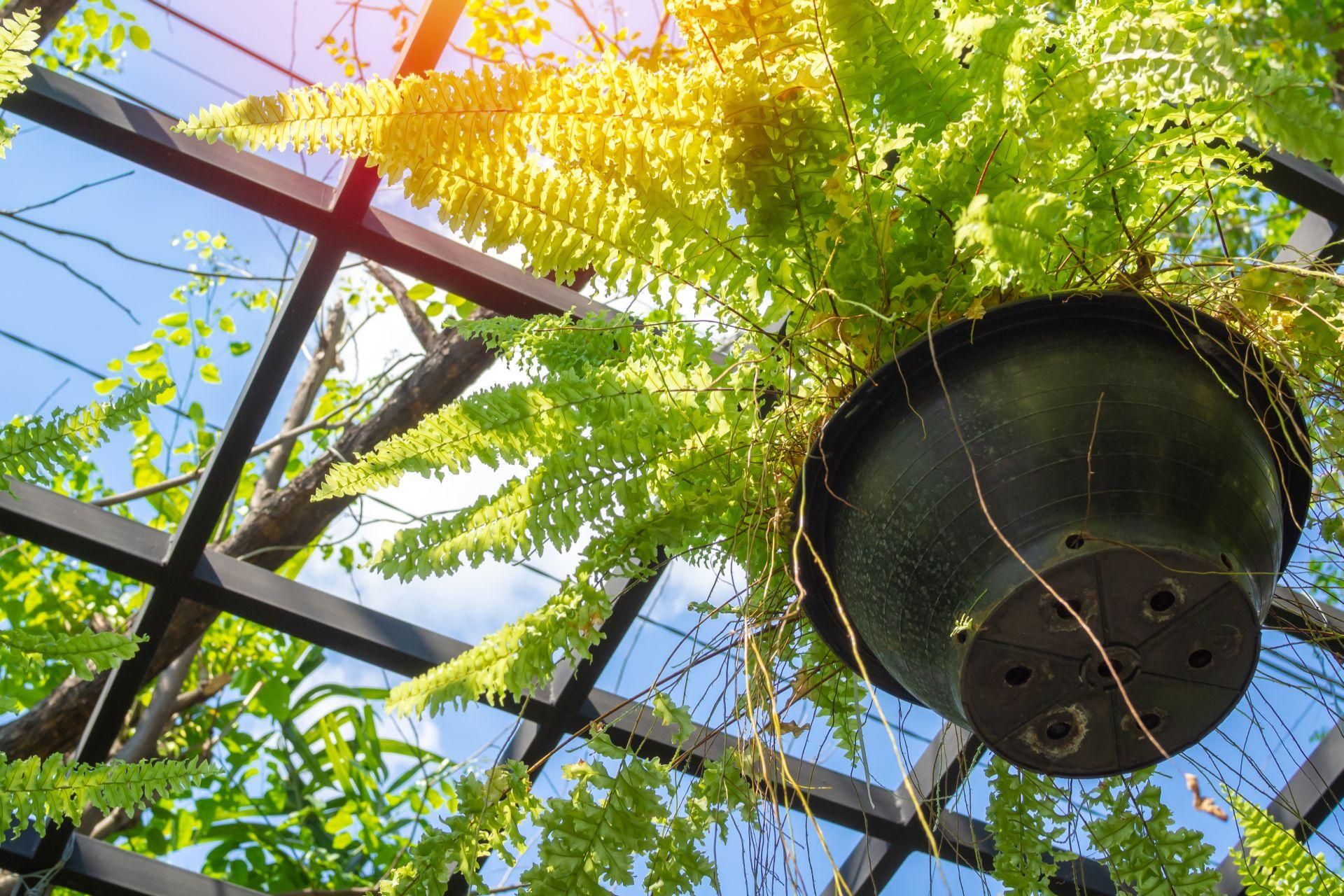 Potted flowers This flower is your best friend during frosts. Moisturizes the air better than wet towels. Put it in the bedroom and it will immediately feel better