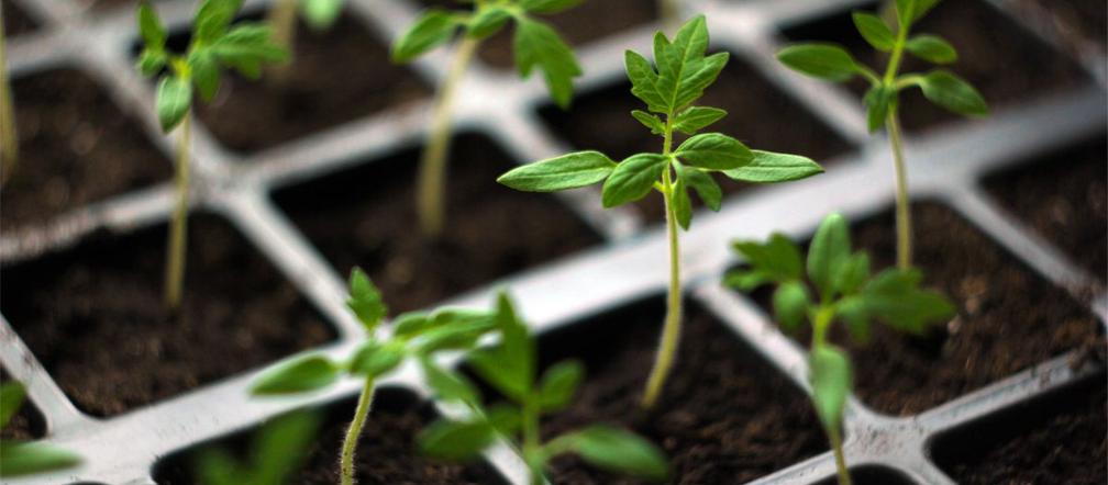 Sowing vegetables Cancel your shopping at the supermarket and do it in February. The time to plant tomatoes is approaching. Water your seedlings with this and the stems will be thick and ready to support the tomatoes. Fertilizer for tomato seedlings