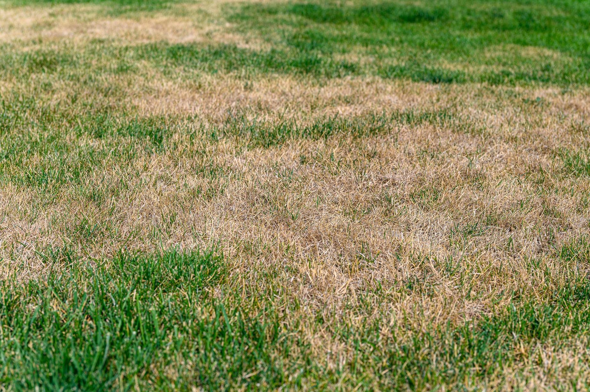 Spring is coming. Sprinkle this on your lawn in March. Bare patches of earth will quickly turn green with blades of juicy grass, and in a month they will turn into a thick carpet. The first lawn fertilization of the season