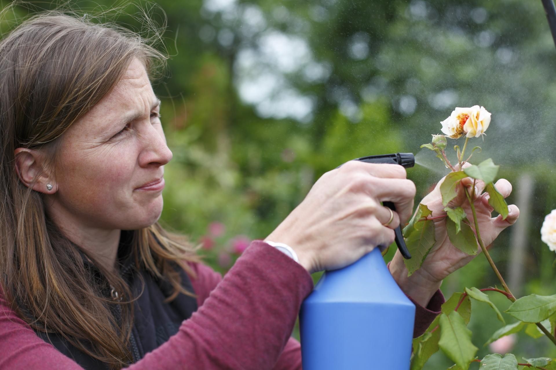 Spring is coming. As soon as the white fluff disappears, zorb the roses in the garden. Preparations for spring start now. Only thanks to this, in the summer the bushes will be covered with flowers instead of sticks. Rose care