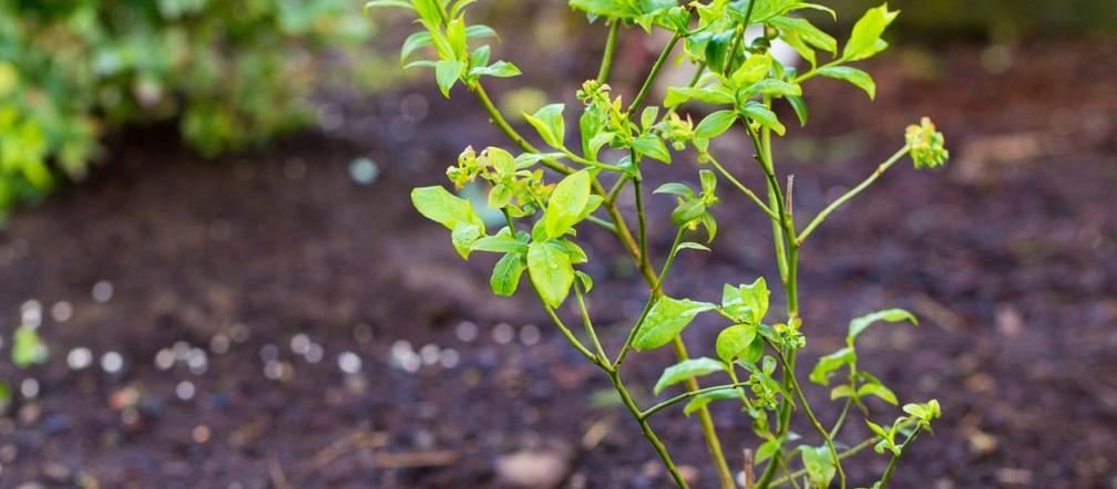Spring is coming. When the snow melts, bury it around the blueberries. It will release nutrients throughout the season, and the blueberry will fruit even more. Indian method of fertilization