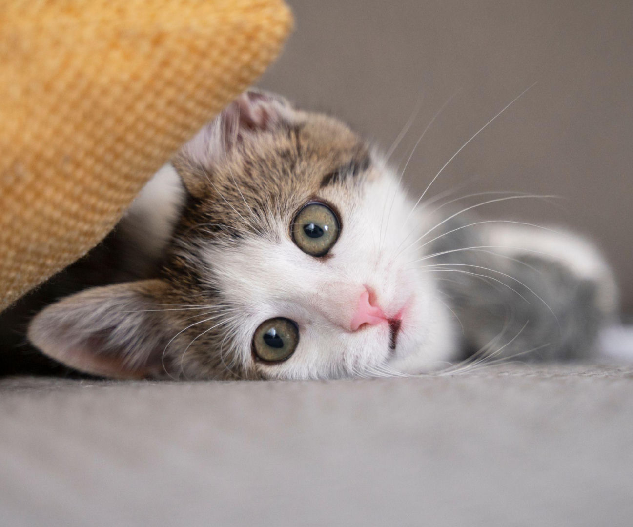 interesting facts When is Cat Day 2026? Check the date and history of the holiday