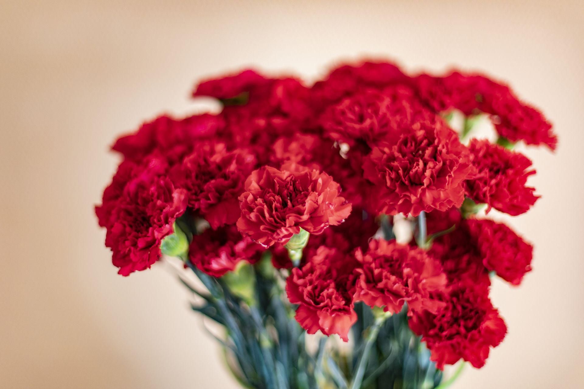 Cut flowers Put 5 drops into the water in the vase. The carnations will bloom and stay fresh for weeks. A way to make carnations last longer