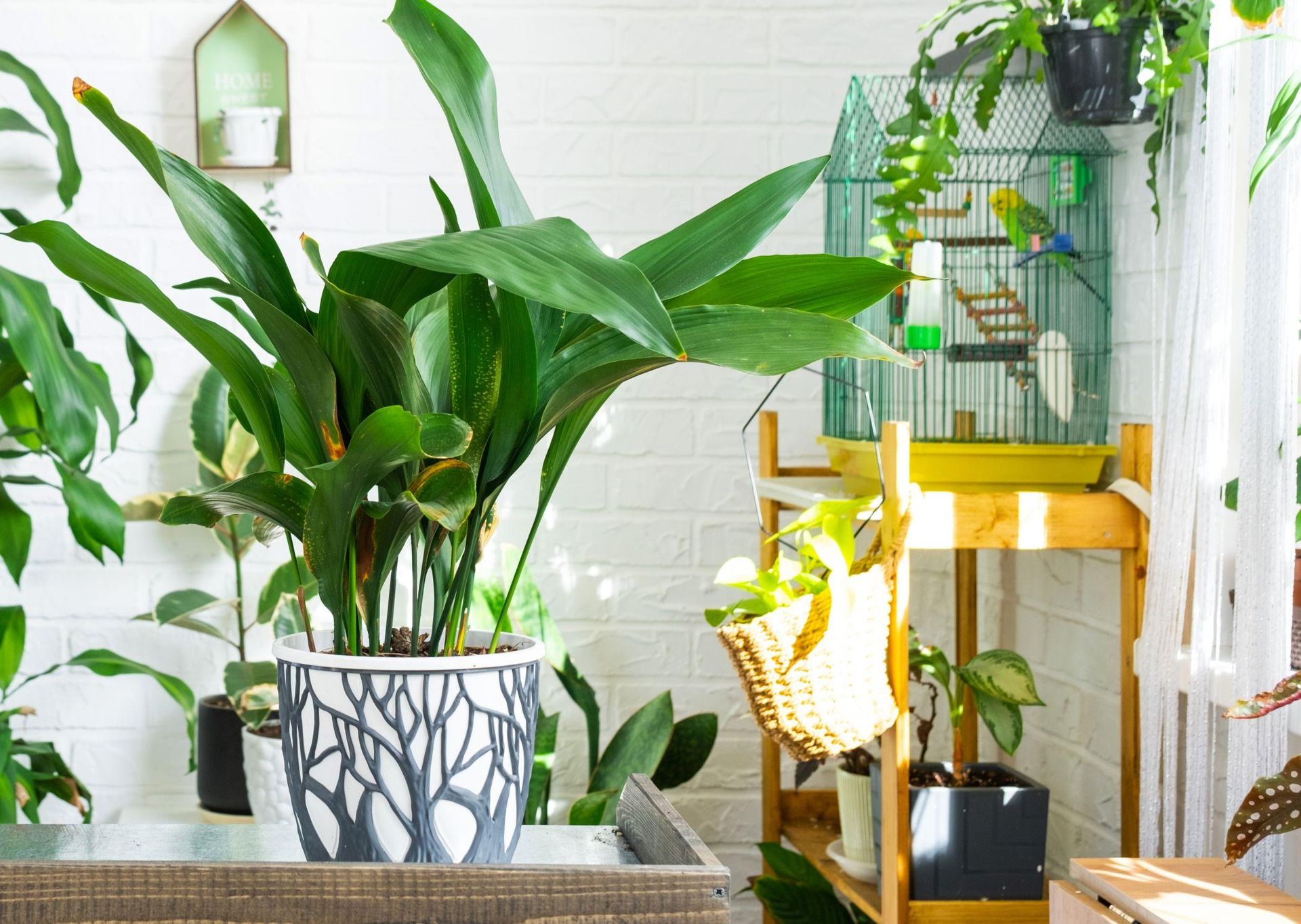 She delights everyone. They call her "iron plant". This plant is perfect if you don't have a hand with flowers!