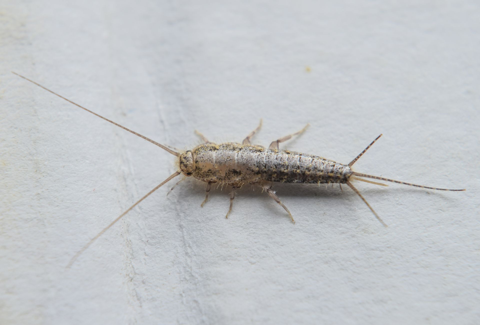 Home remedies Plague of silverfish in the bathroom? Mix these two ingredients and they will run away in terror