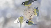 Animals in winter Feeding birds in winter: how to use fat balls safely?