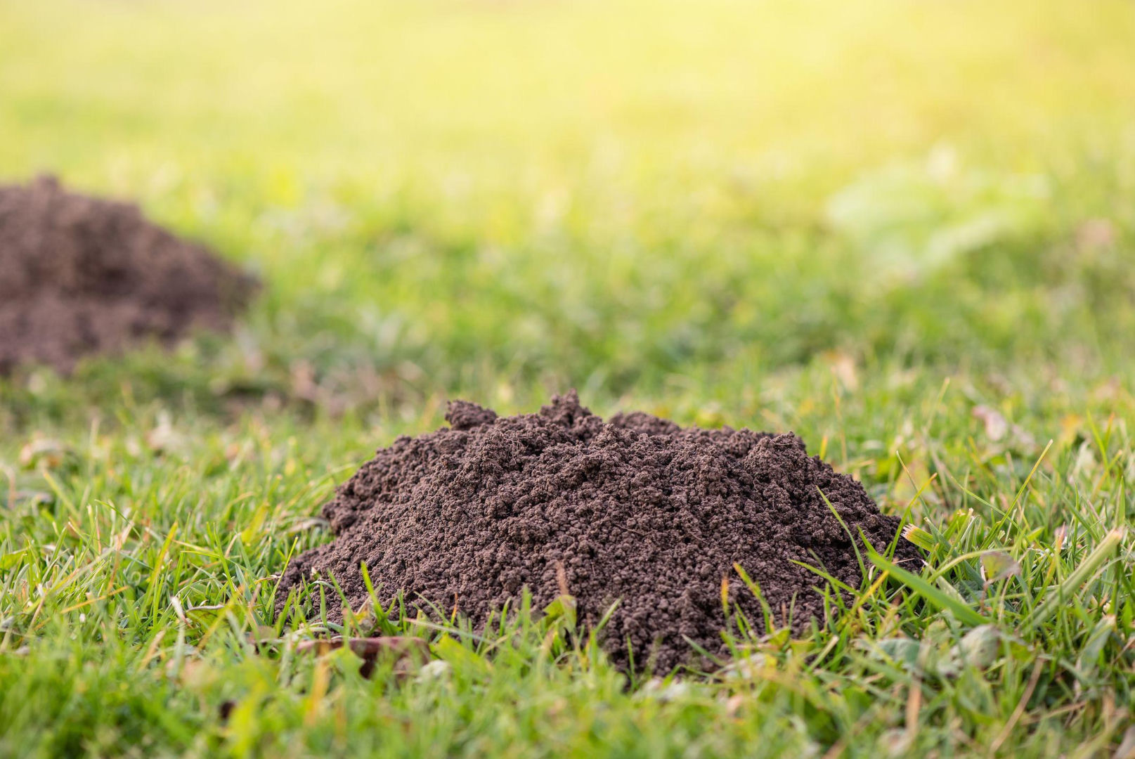 Spring is coming
                    
                    "Charge to fire" and put it in the mole mound. The pest will run away in panic and will not come back this year. A humane way to get rid of a mole in the garden