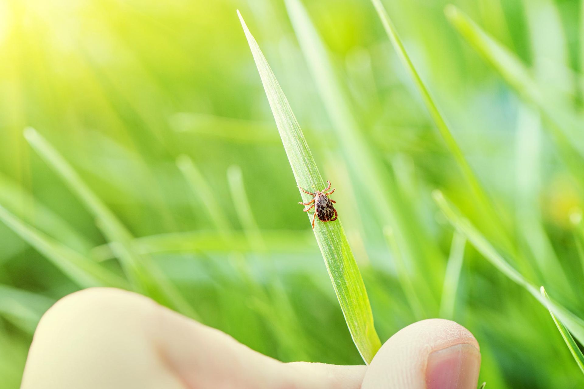 Delete immediately! Do you have this in your garden? Ticks are attracted to these plants. Better grab some pruning shears