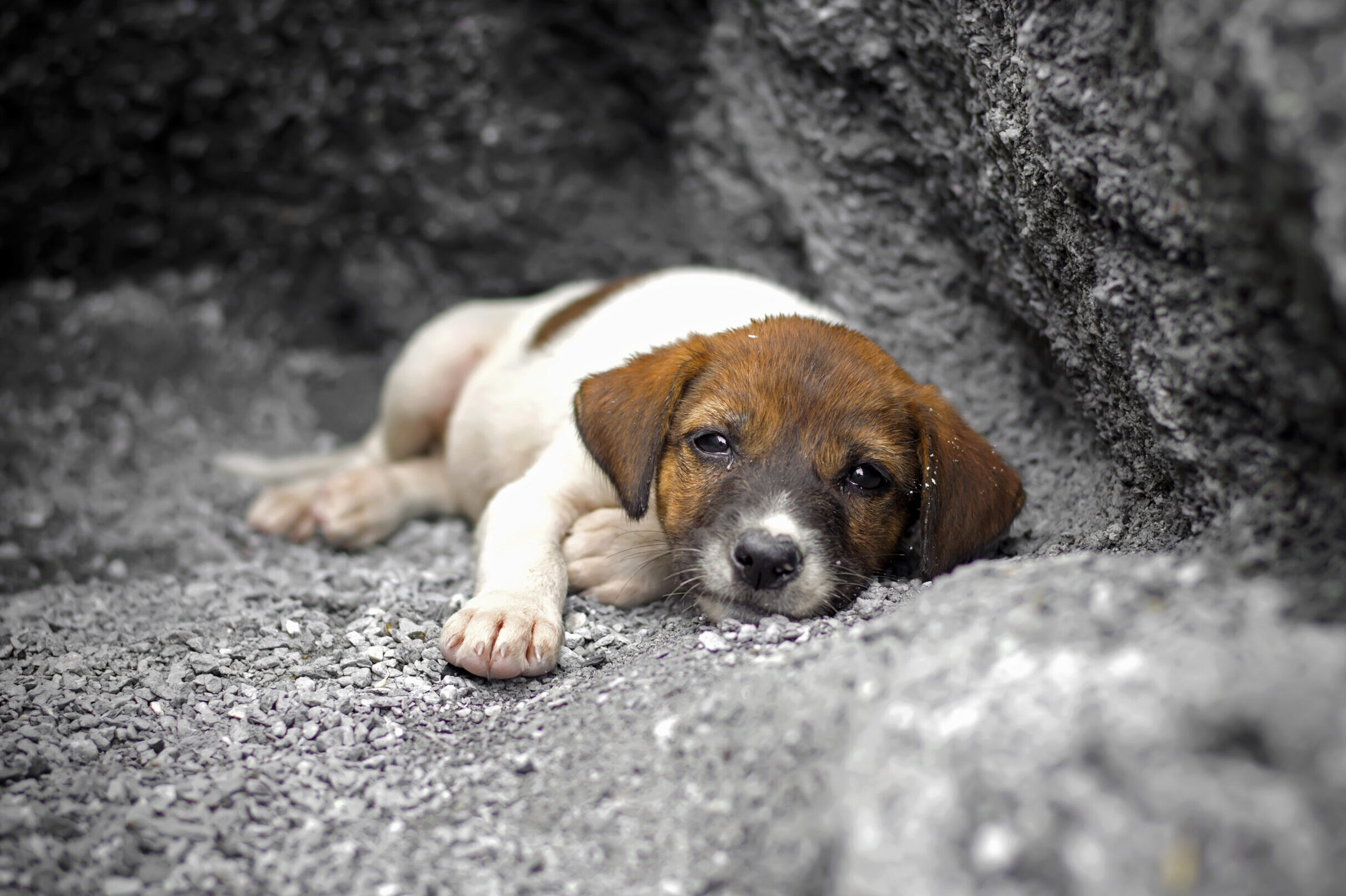 Court sentenced man for abandoning dog in dam