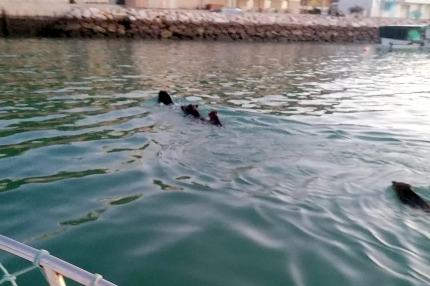 Wild boars spotted swimming in Albufeira marina