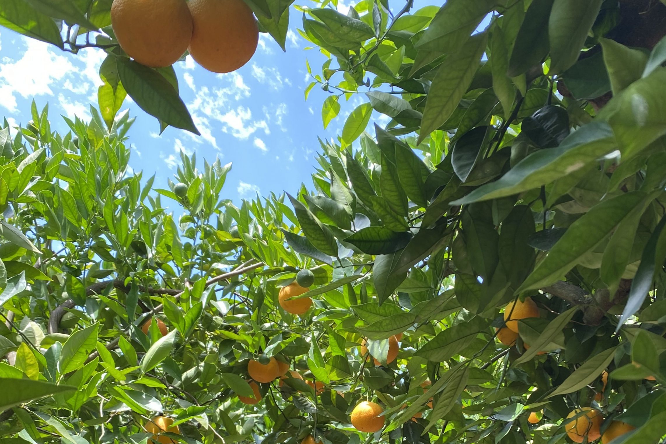 Bad weather causes losses of up to 40% in citrus in the Algarve, warns AlgarOrange