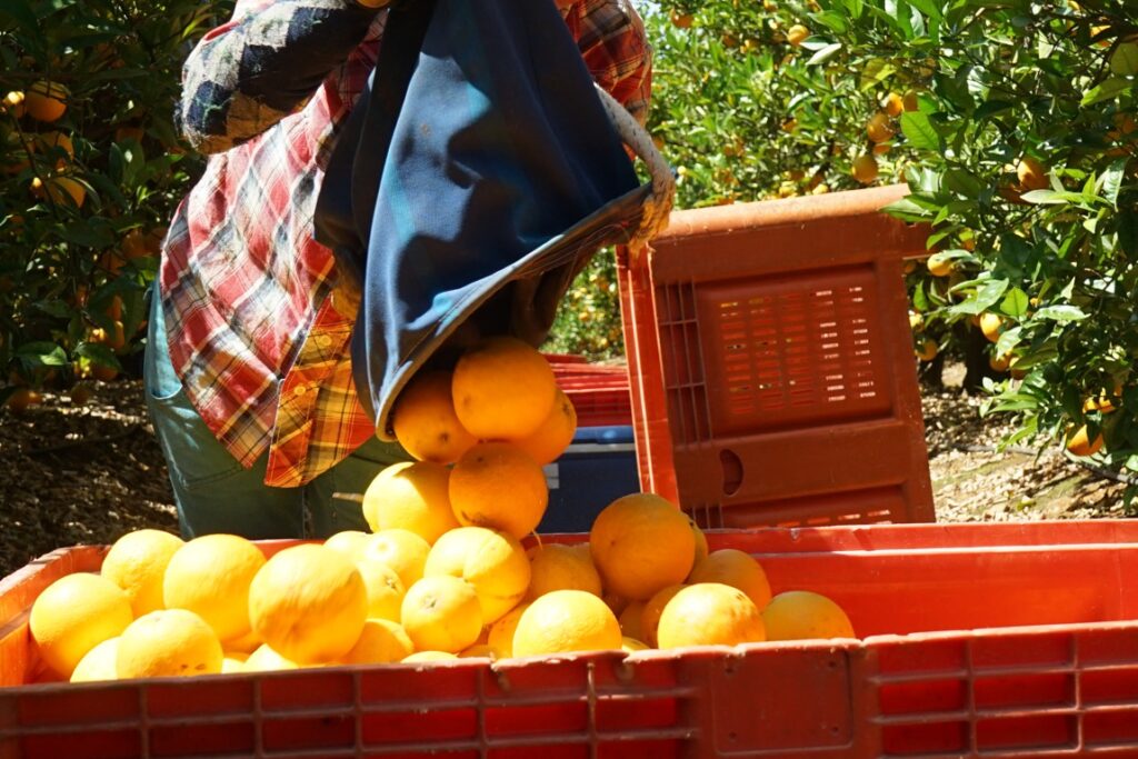 Bad weather causes losses of up to 40% in citrus in the Algarve, warns AlgarOrange
