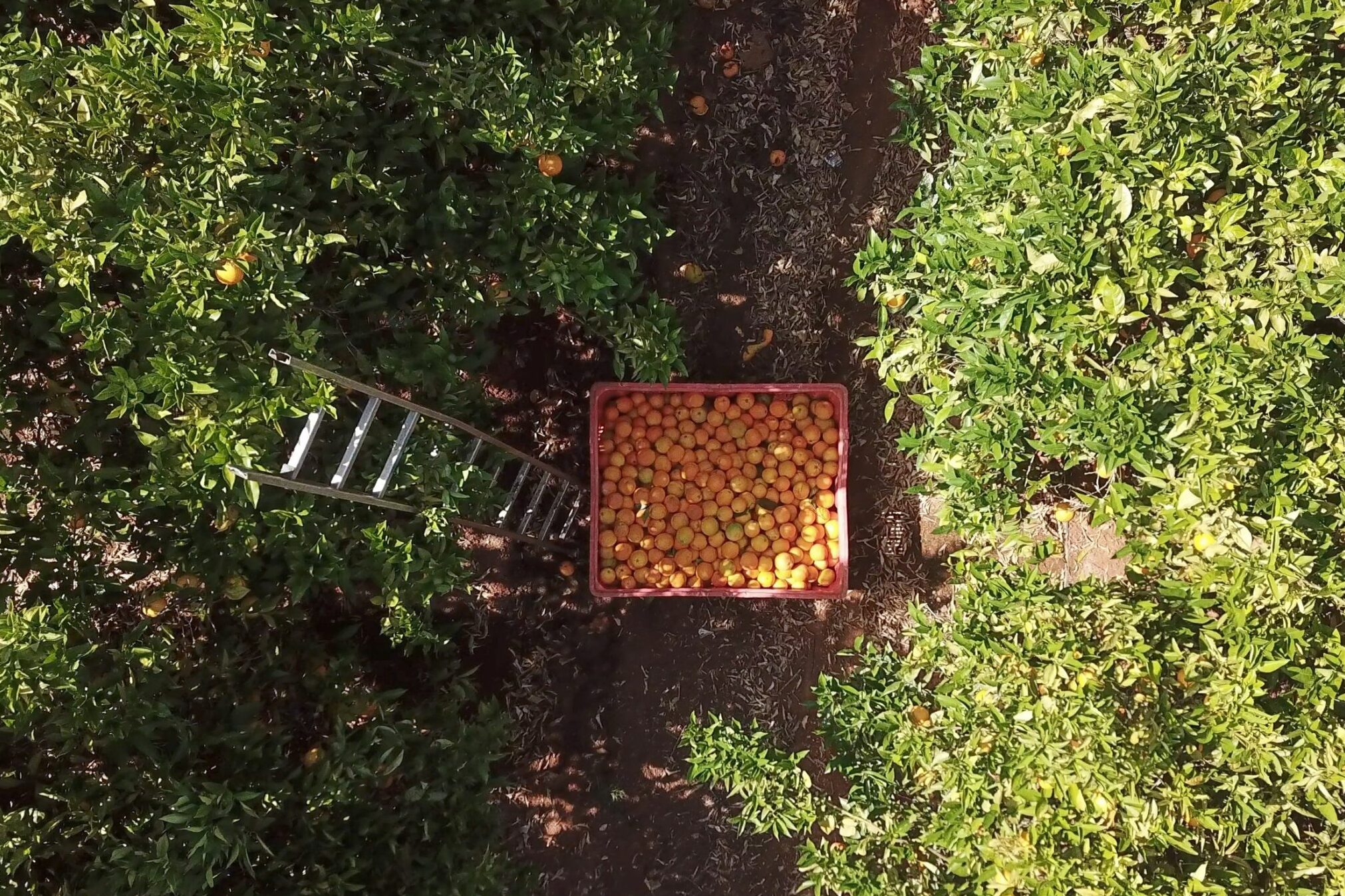 Bad weather causes losses of up to 40% in citrus in the Algarve, warns AlgarOrange