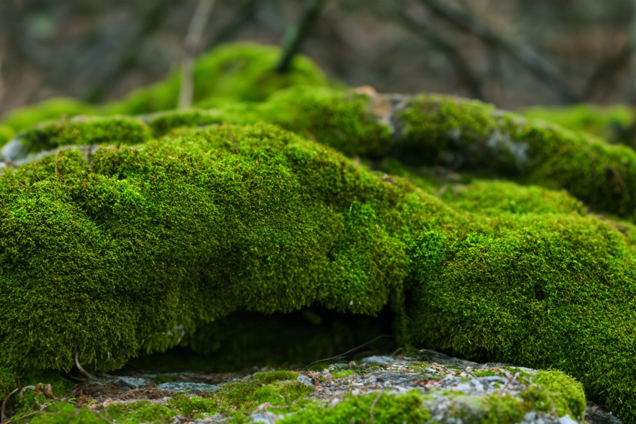 Expert advises: this is the simplest way to remove moss from grass in your garden