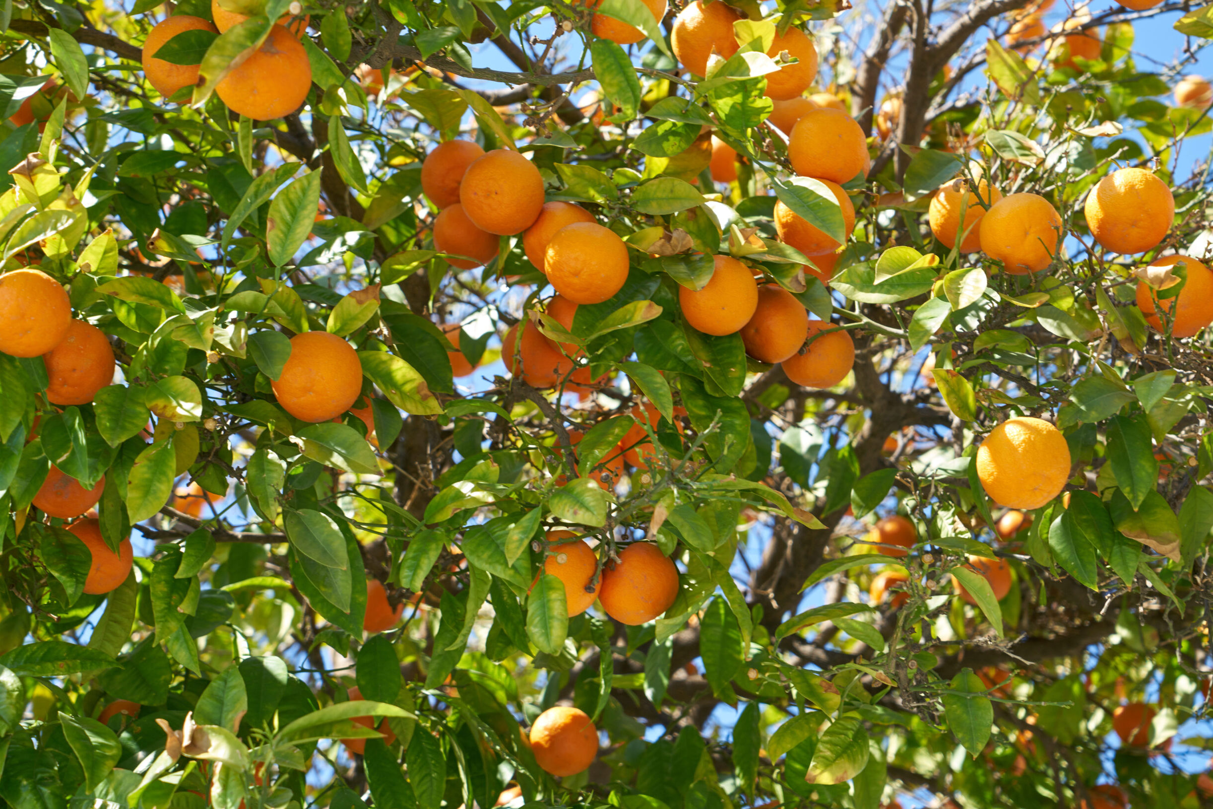 Experts meet in Silves to discuss the citrus sector