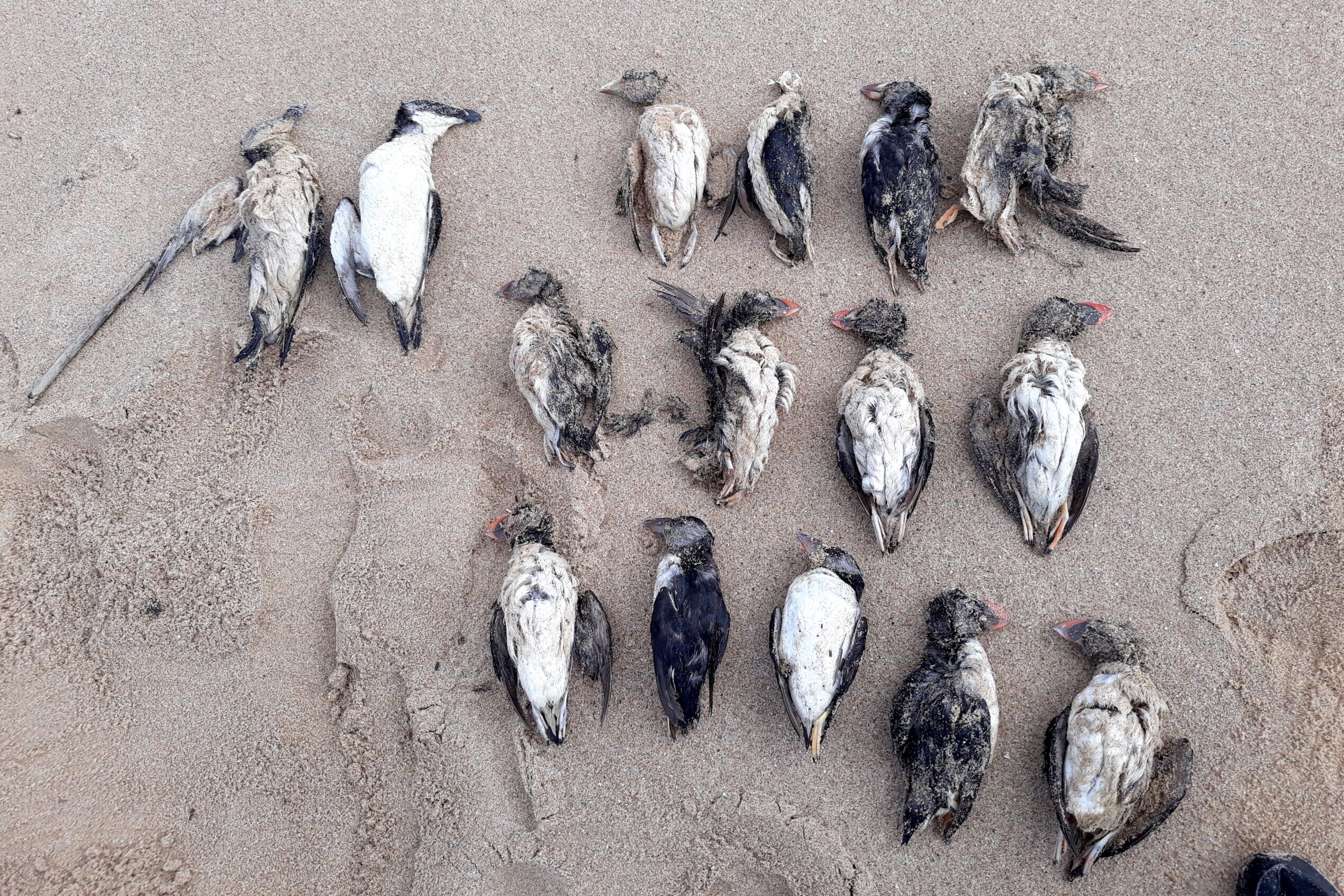 SPEA records more than 400 dead puffins on the Portuguese coast