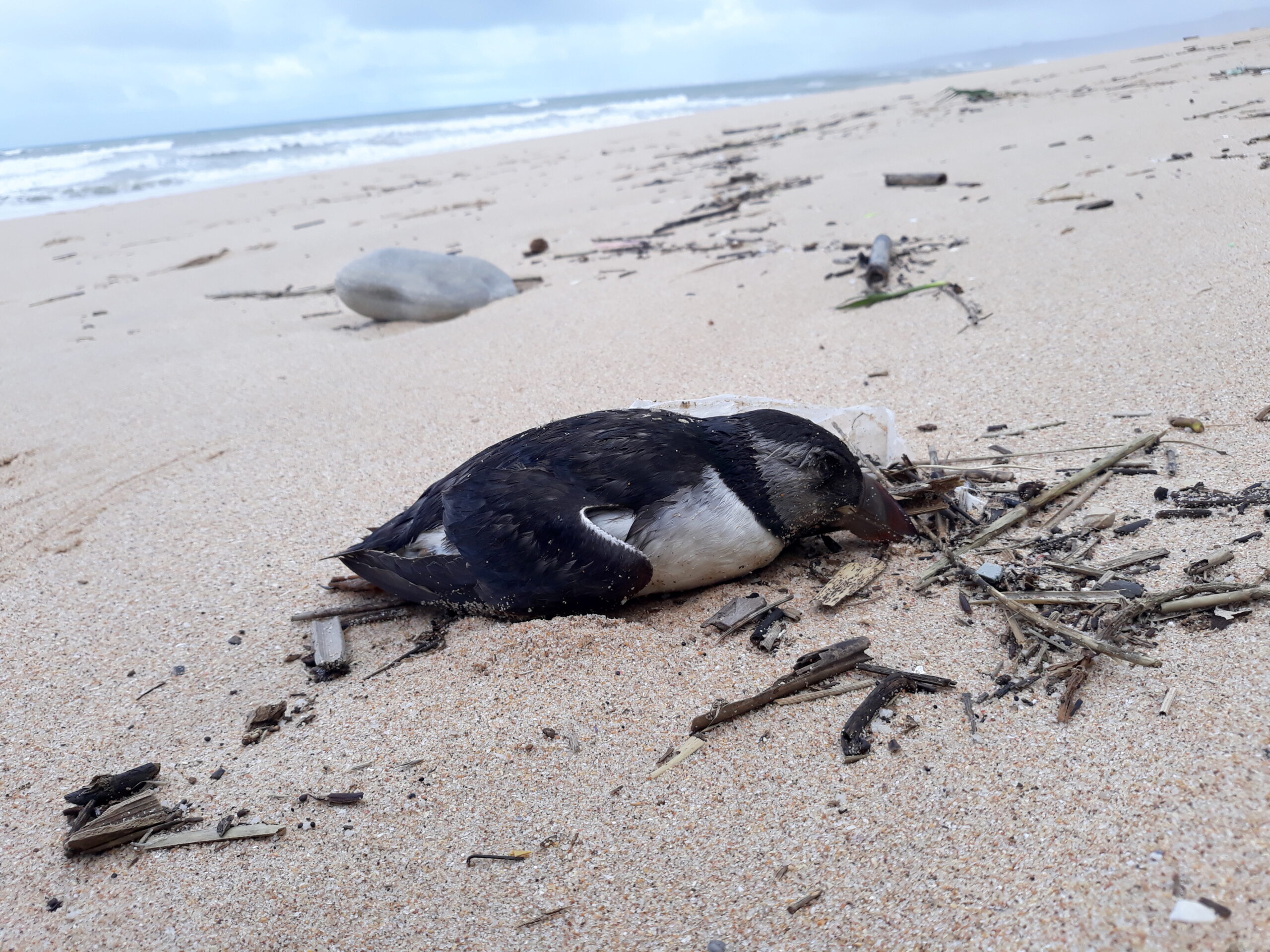 SPEA records more than 400 dead puffins on the Portuguese coast