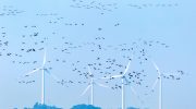 Bird protectors ask for lead from wind farms in the northeast of the Algarve due to serious environmental impact