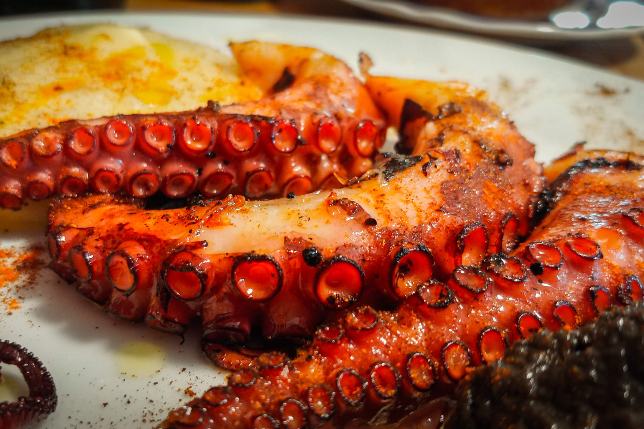 Goodbye octopus at the table? Fishermen in the Algarve have their boats stopped and “have been without receiving a penny for more than a month”