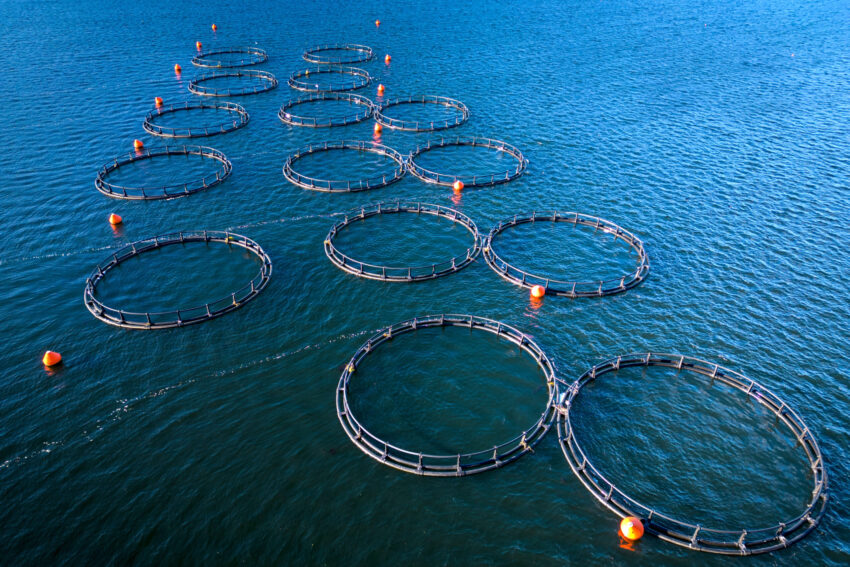 Aquaculture in Ria Formosa enters public consultation phase