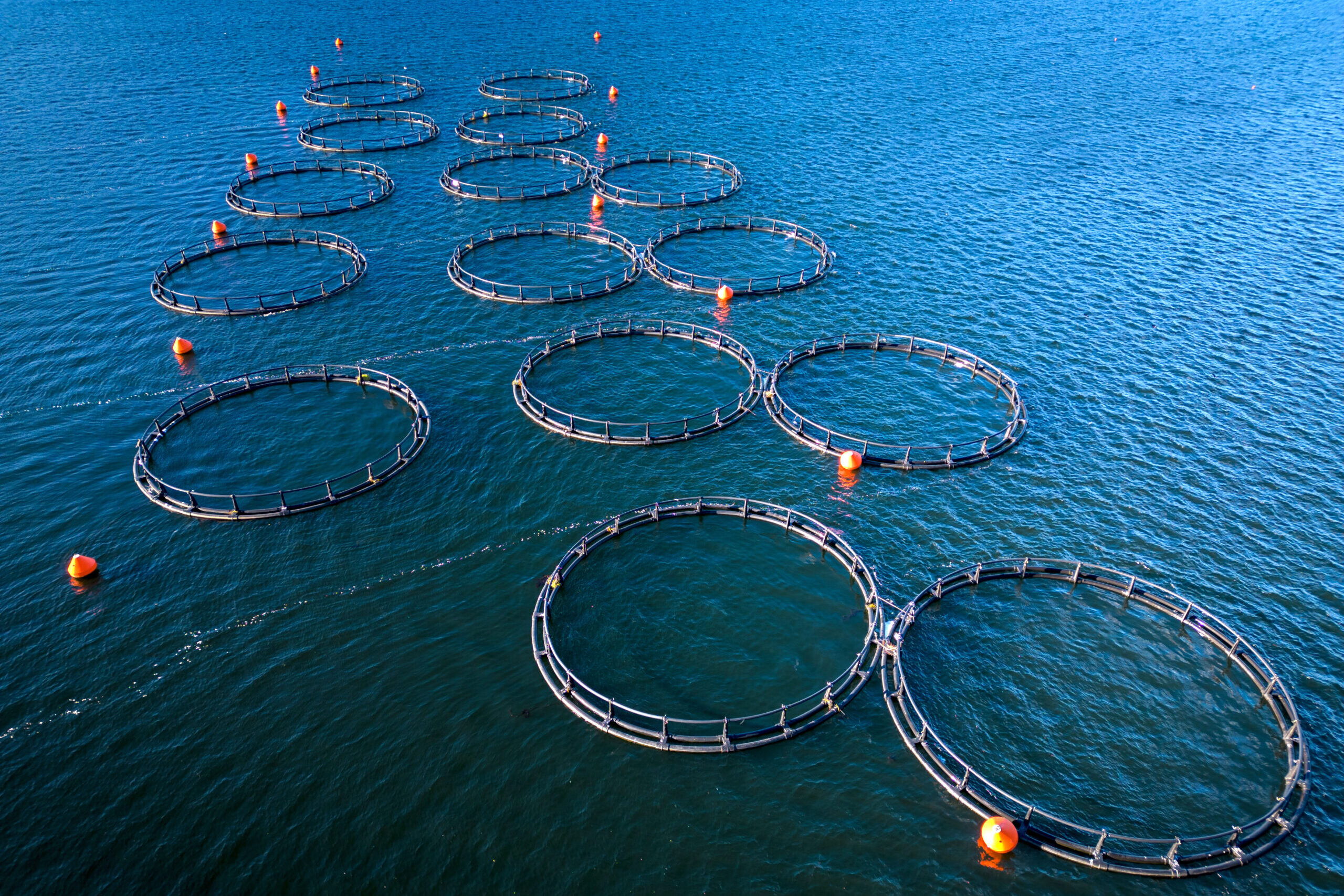 Aquaculture in Ria Formosa enters public consultation phase