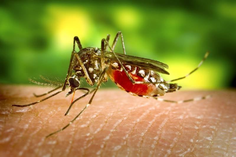 Acre has the 3rd highest dengue incidence rate in the country, according to the Ministry of Health