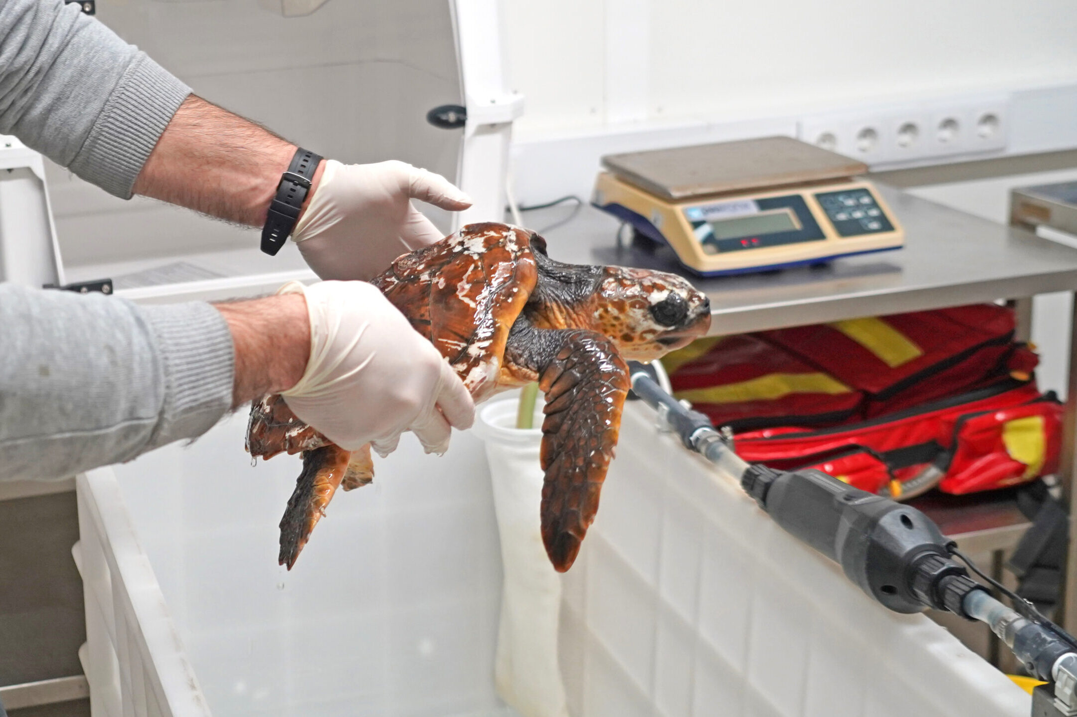 Turtle was found stranded on Praia da Mareta and is recovering at Zoomarine