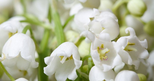 Lilies of the valley are distinguished by beautiful, intensely scented flowers. /123RF/PICSEL
