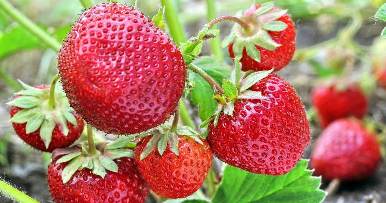 Plant them next to the strawberry. In the summer you will collect healthy fruit by truck