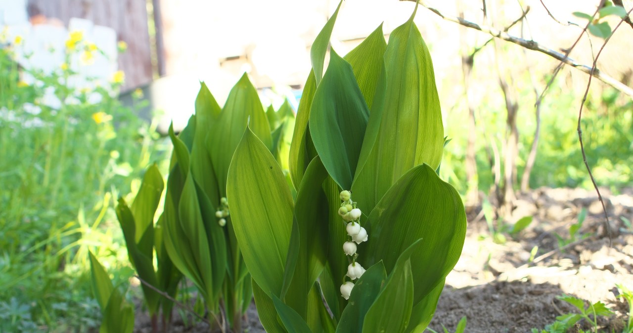 This is the last moment to plant lilies of the valley. A symbol of spring in your garden