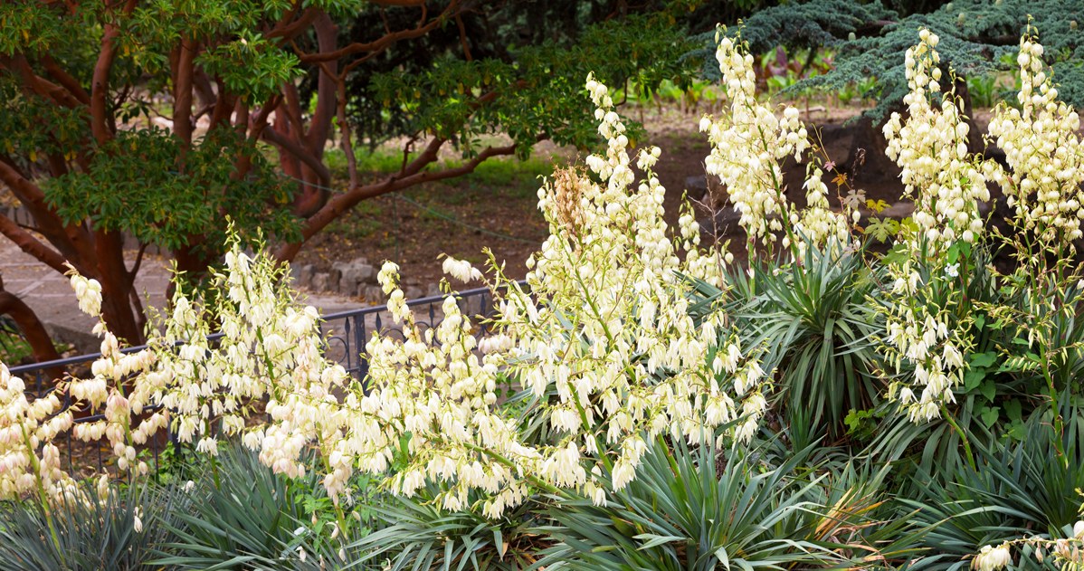Do this in March and your yucca will bloom all summer long. Just water it with this