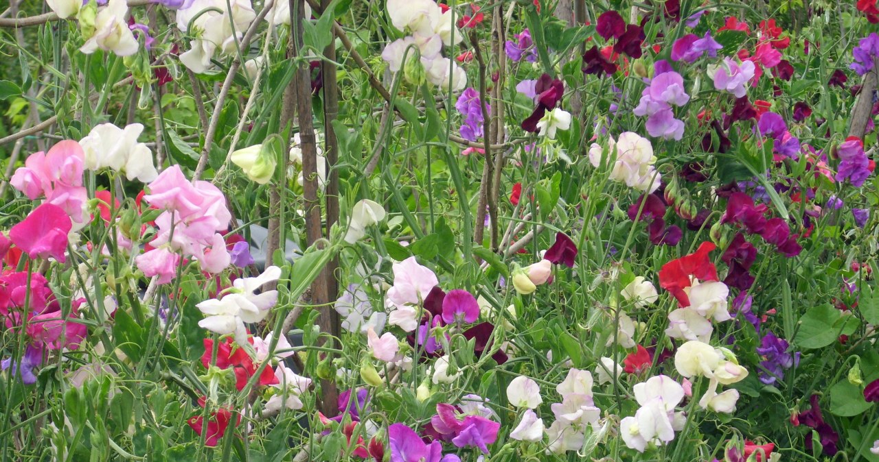 Sweet peas can be a wonderful garden decoration. /123RF/PICSEL