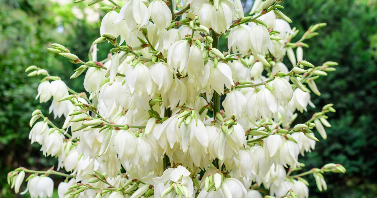 Yucca looks beautiful in the garden when it blooms /123RF/PICSEL