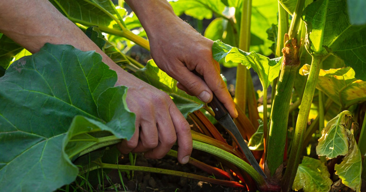 The best time for the first fertilization is right after the soil thaws. /123RF/PICSEL